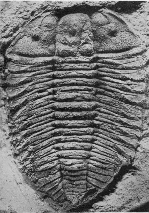 Platycoryphe sinensis — photo 4