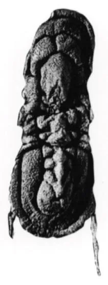 Pleuroctenium granulatum