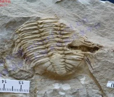 Postikaolishania megaspina
