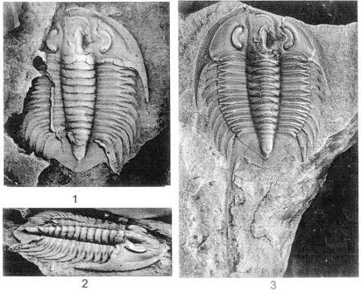Postikaolishania megaspina — photo 3