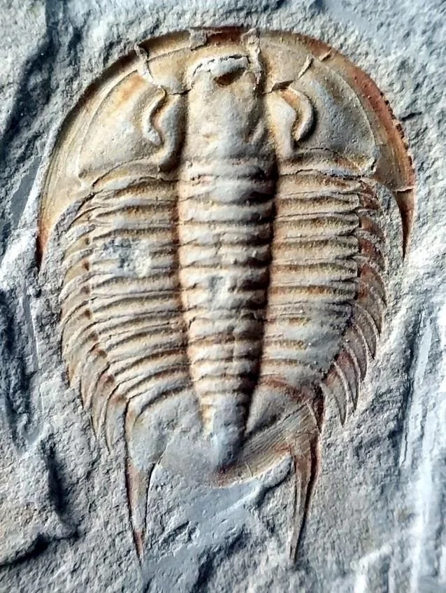 Postikaolishania megaspina — photo 4
