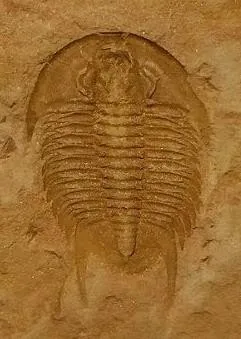 Postikaolishania megaspina — photo 7
