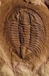 Postikaolishania megaspina — photo 8