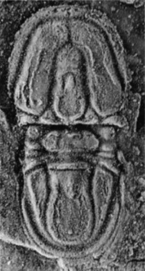 Proagnostus bulbus bulbus