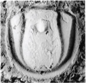 Proagnostus bulbus bulbus — photo 3