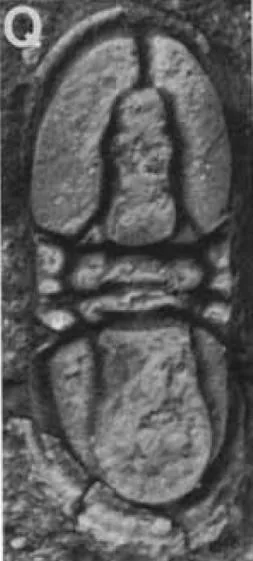 Proagnostus bulbus bulbus — photo 5