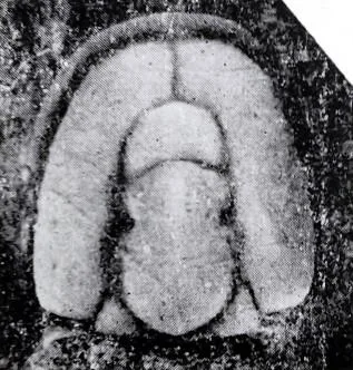 Proagnostus bulbus sinensis