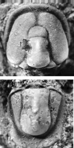 Proagnostus bulbus sinensis — photo 3