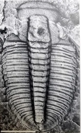 Proasaphiscus honanensis