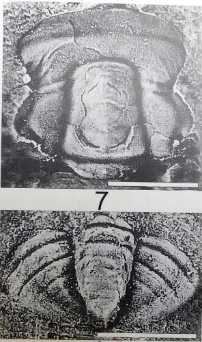 Proasaphiscus honanensis — photo 3