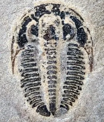 Proasaphiscus honanensis — photo 4