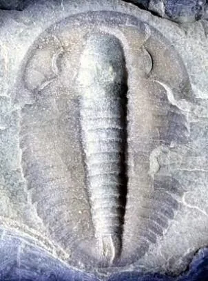 Proasaphiscus lui — photo 4