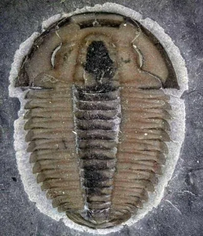 Proasaphiscus lui — photo 9