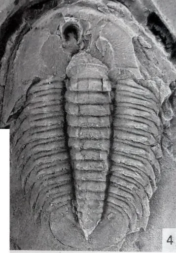 Proasaphiscus yabei