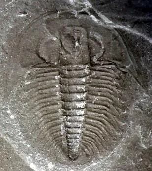 Proasaphiscus yabei — photo 4