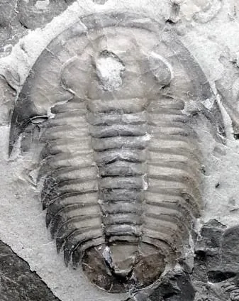Proasaphiscus yabei — photo 7