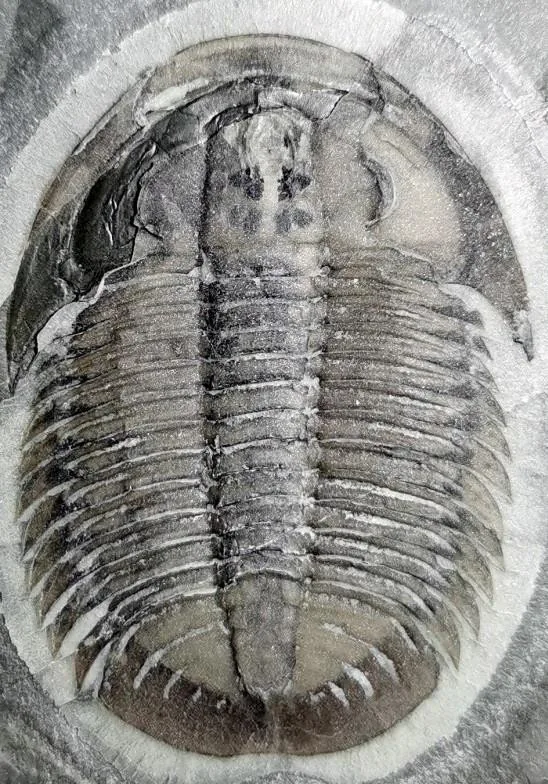 Proasaphiscus yabei — photo 8