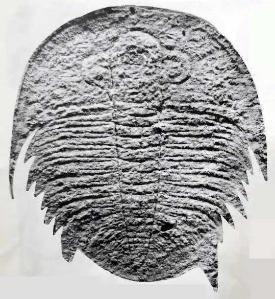 Proceratopyge (Sinoproceratopyge) constrictus