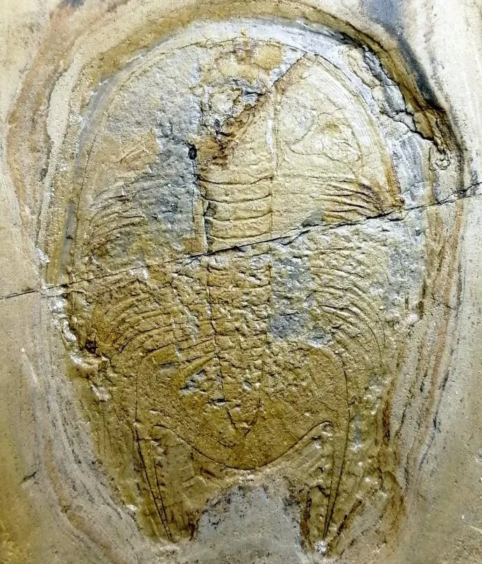 Proceratopyge (Sinoproceratopyge) constrictus — photo 3