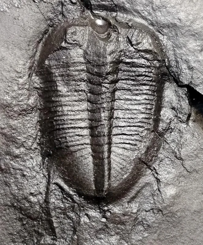 Proceratopyge (Sinoproceratopyge) constrictus — photo 4