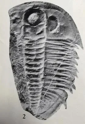 Proceratopyge (Sinoproceratopyge) kiangshanensis