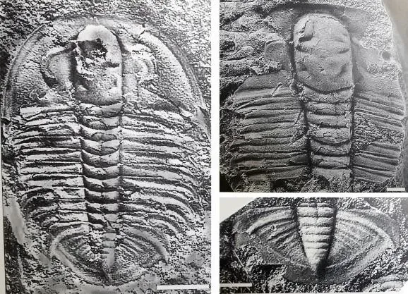 Proceratopyge (Sinoproceratopyge) kiangshanensis — photo 2