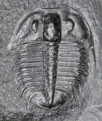 Proceratopyge (Sinoproceratopyge) kiangshanensis — photo 3