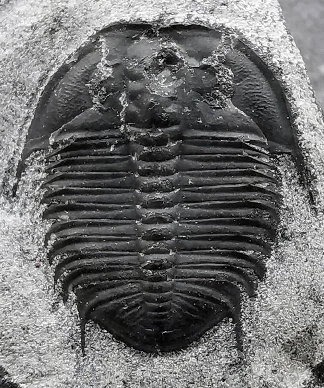 Proceratopyge (Sinoproceratopyge) kiangshanensis — photo 4
