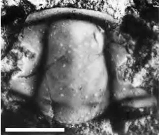 Prochuangia licinispinata
