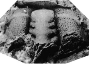 Prodamesella convexa