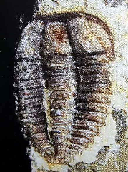 Prodamesella convexa — photo 4
