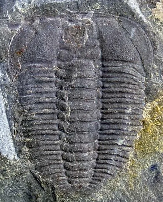 Prodamesella convexa — photo 6