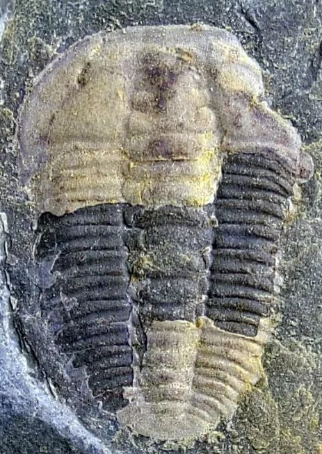 Prodamesella convexa — photo 7