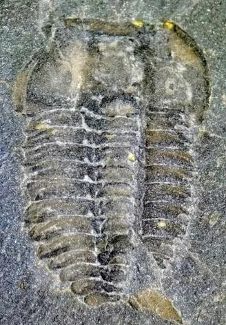 Prodamesella convexa — photo 8