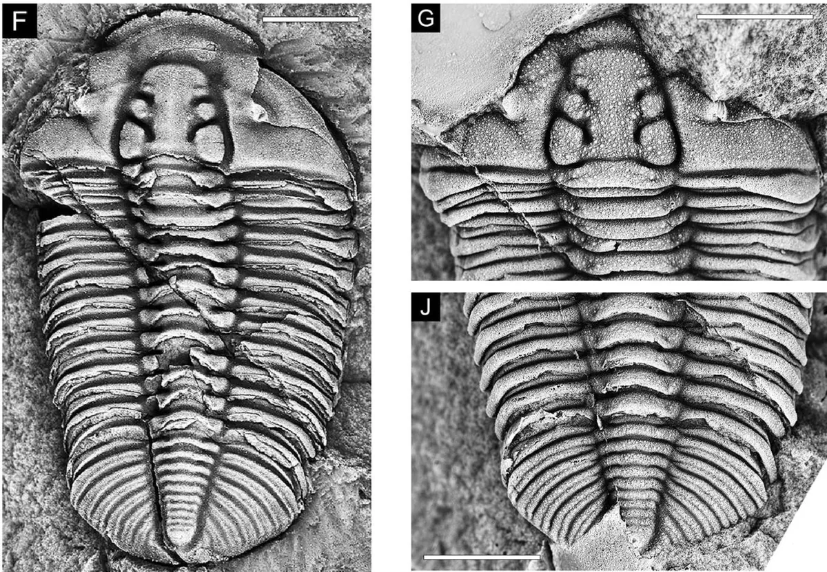 Prophalaron jonesi