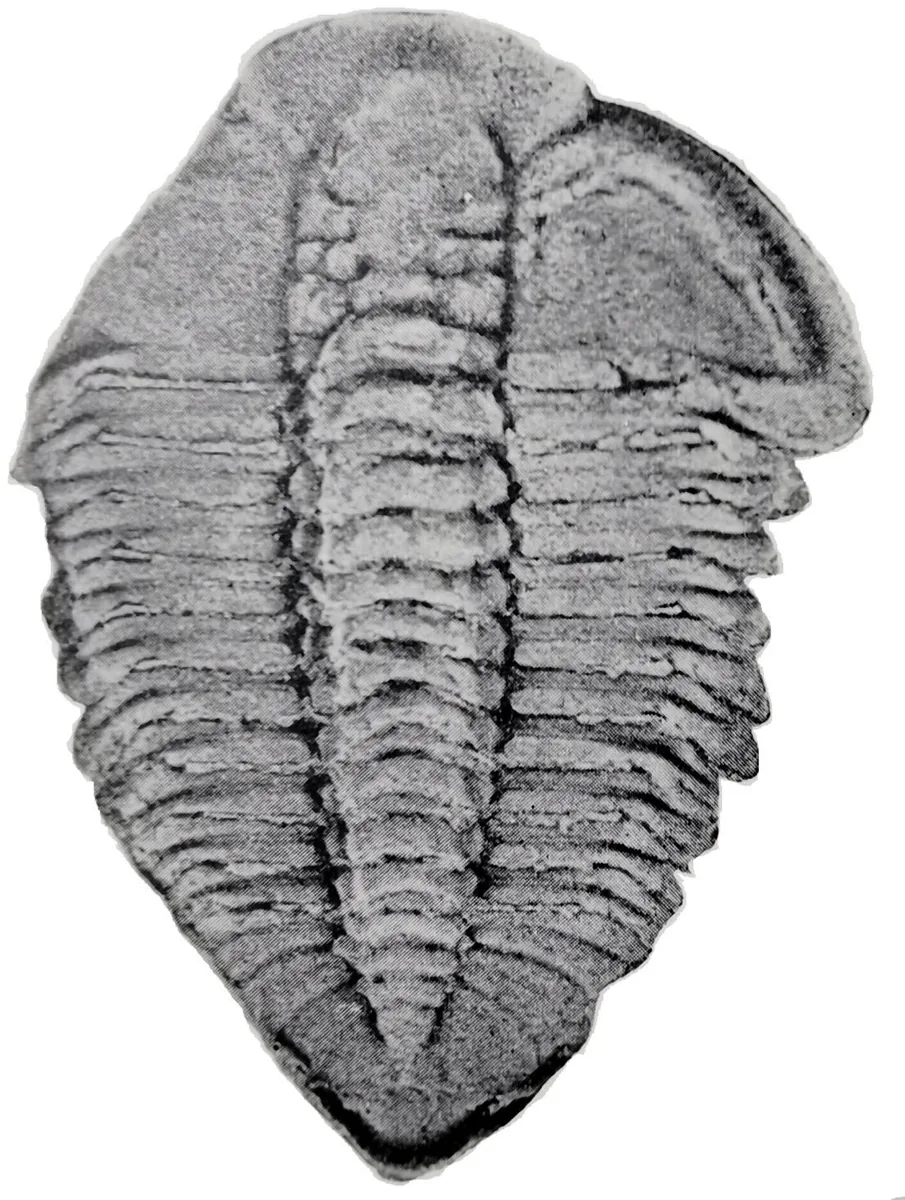 Prosopiscus latus