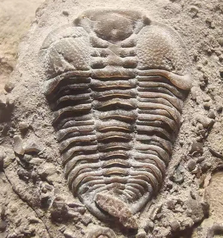 Prosopiscus sp.