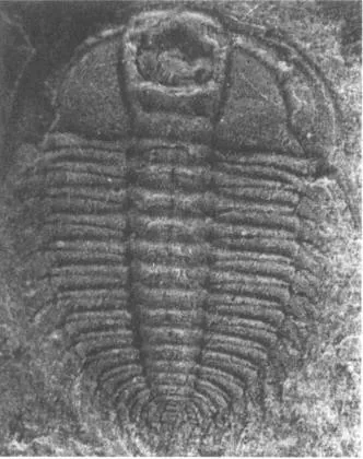 Protoryctocephalus balangensis