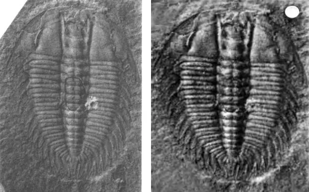 Protoryctocephalus balangensis — photo 2