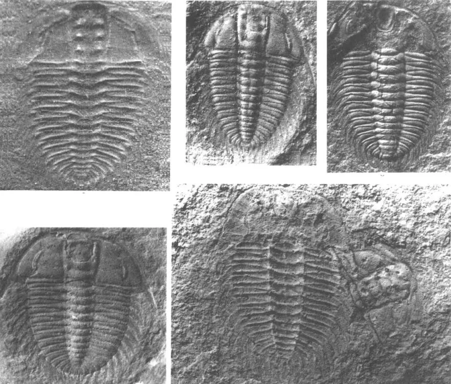 Protoryctocephalus balangensis — photo 3