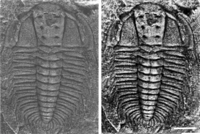 Protoryctocephalus wuxunensis