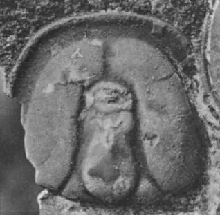 Pseudagnostus idalis