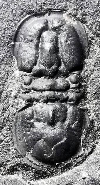 Pseudagnostus idalis — photo 5