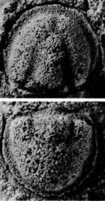 Pseudagnostus josepha