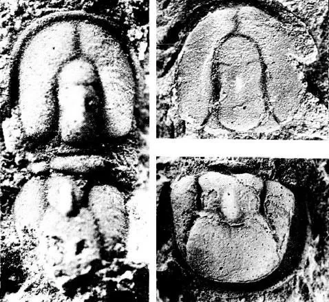 Pseudagnostus josepha — photo 3