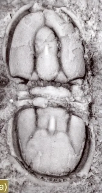 Pseudagnostus josepha — photo 4
