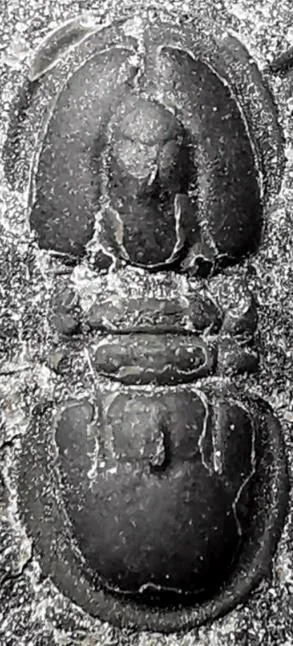 Pseudagnostus josepha — photo 5
