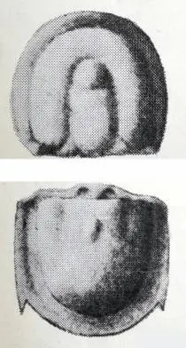 Pseudagnostus koerferi