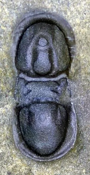 Pseudagnostus koerferi — photo 5