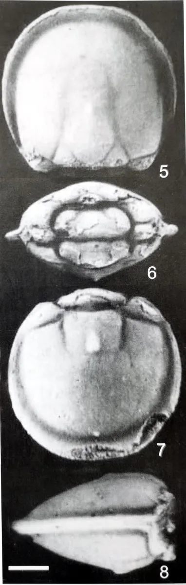 Pseudagnostus prolongus — photo 2
